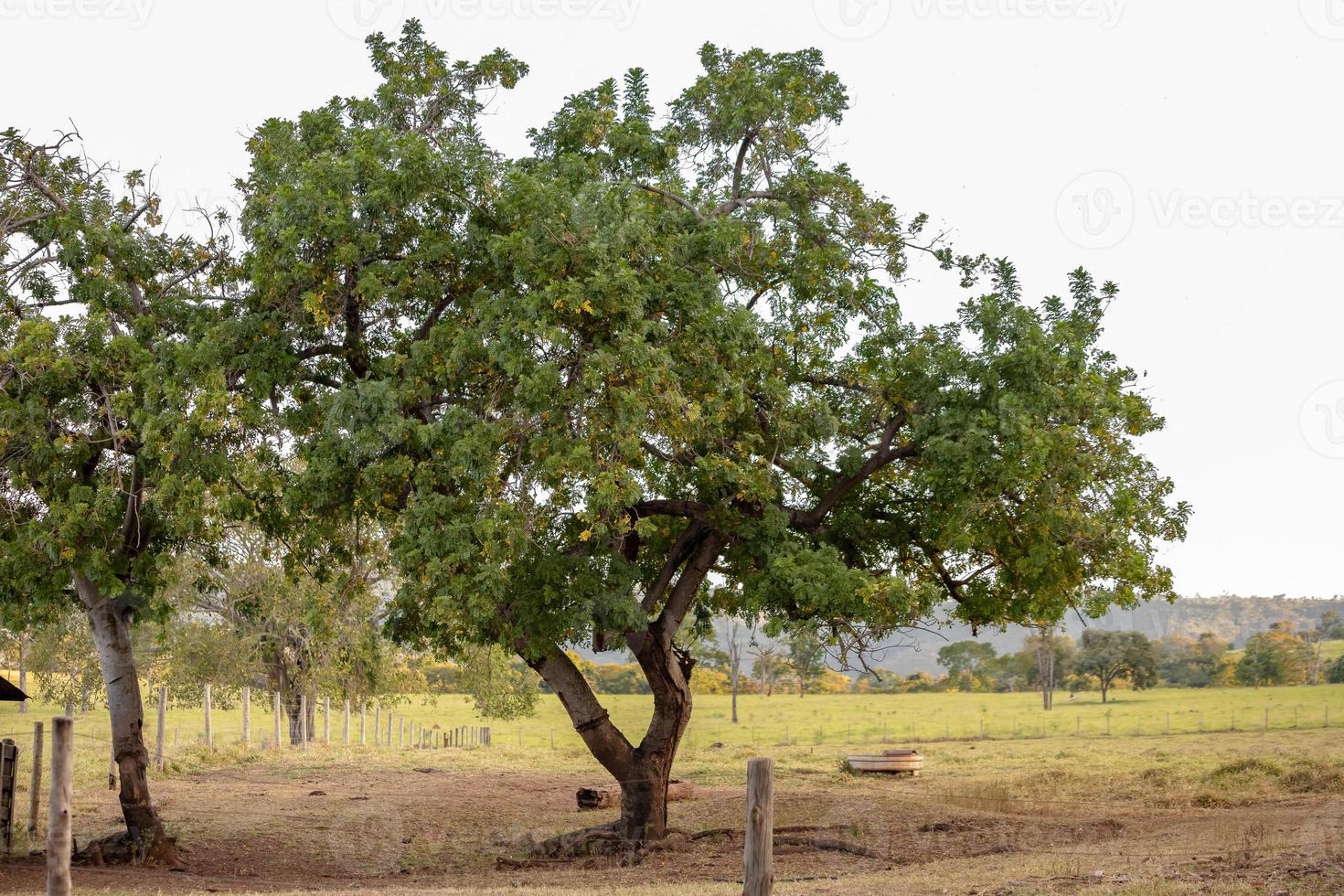 árbol rojo mombin foto