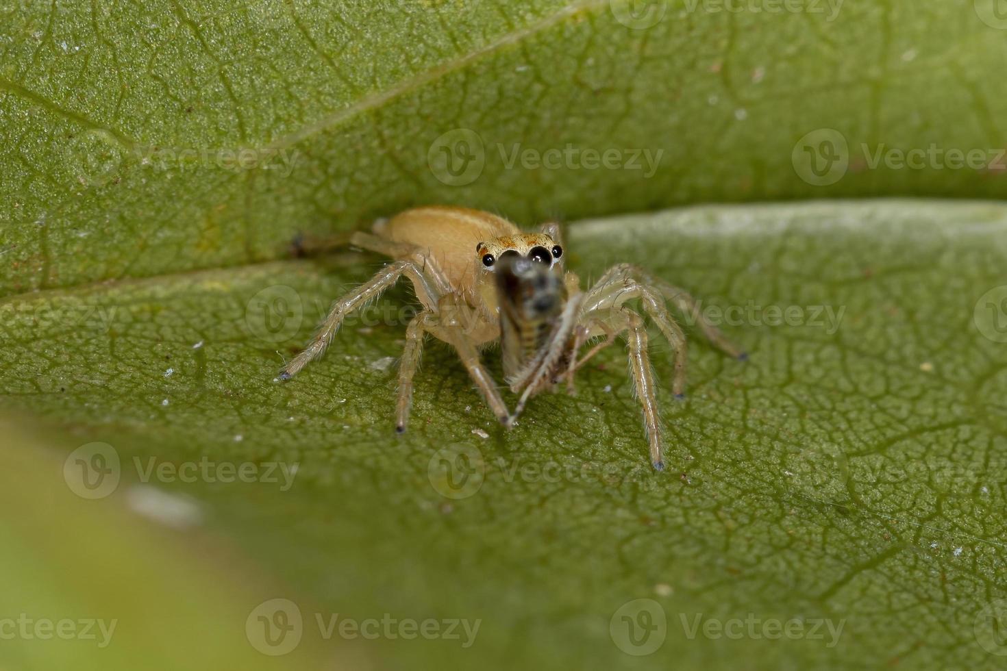 Small Jumping Spider photo