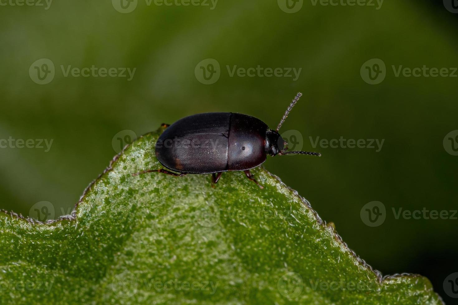 Adult Darkling Beetle photo