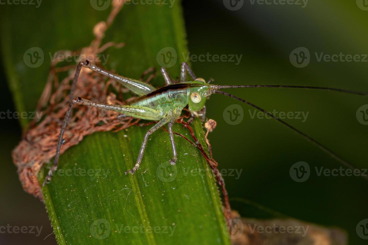 Lesser Meadow Katydid Nymph photo