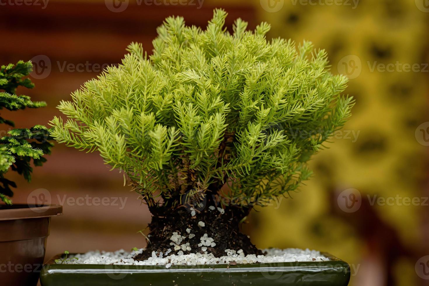 pequeña planta de bonsai foto