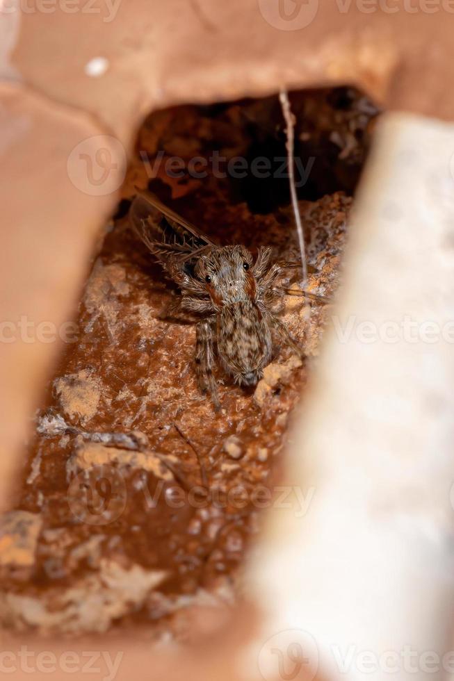 araña saltadora de pared gris foto