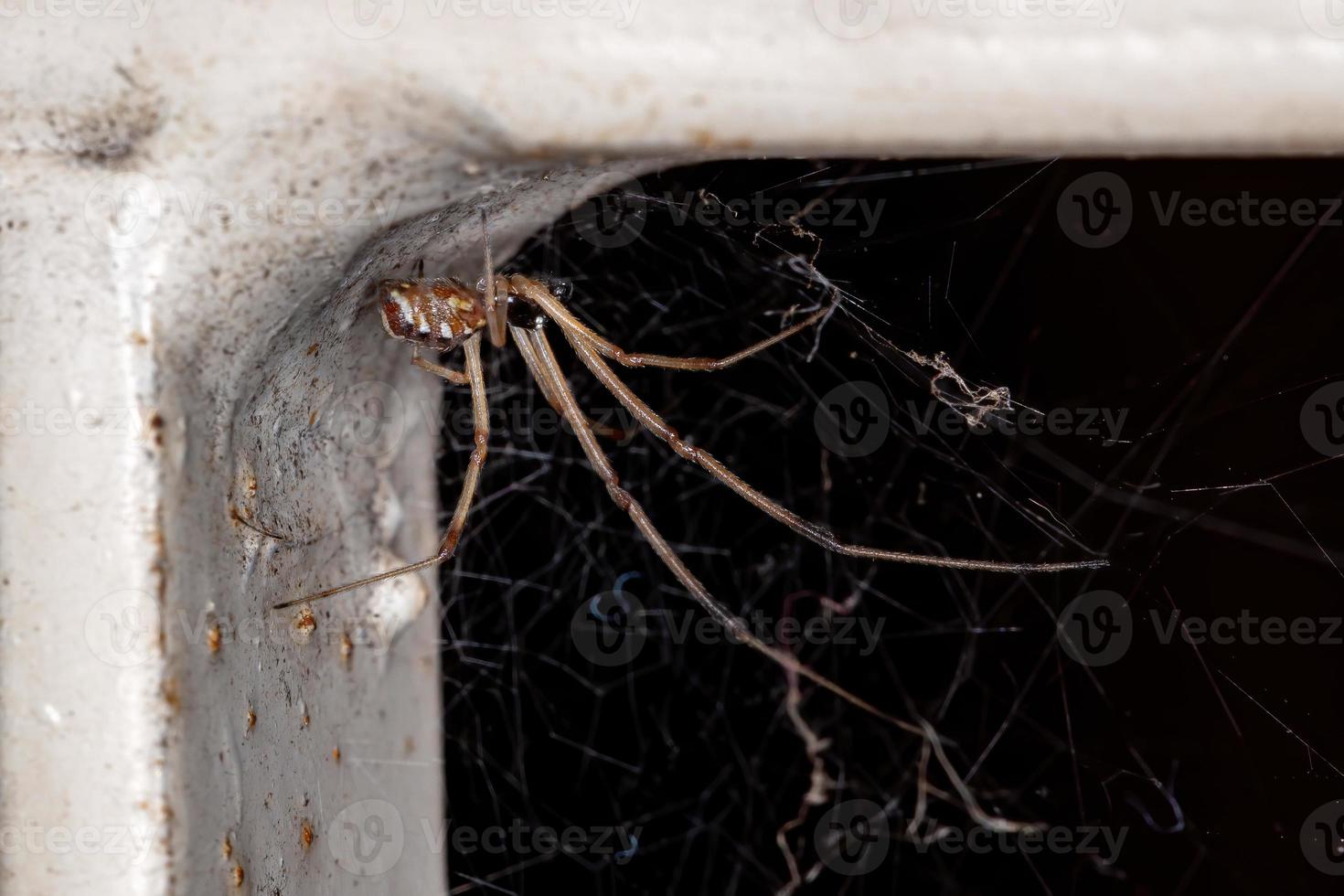 araña viuda marrón foto