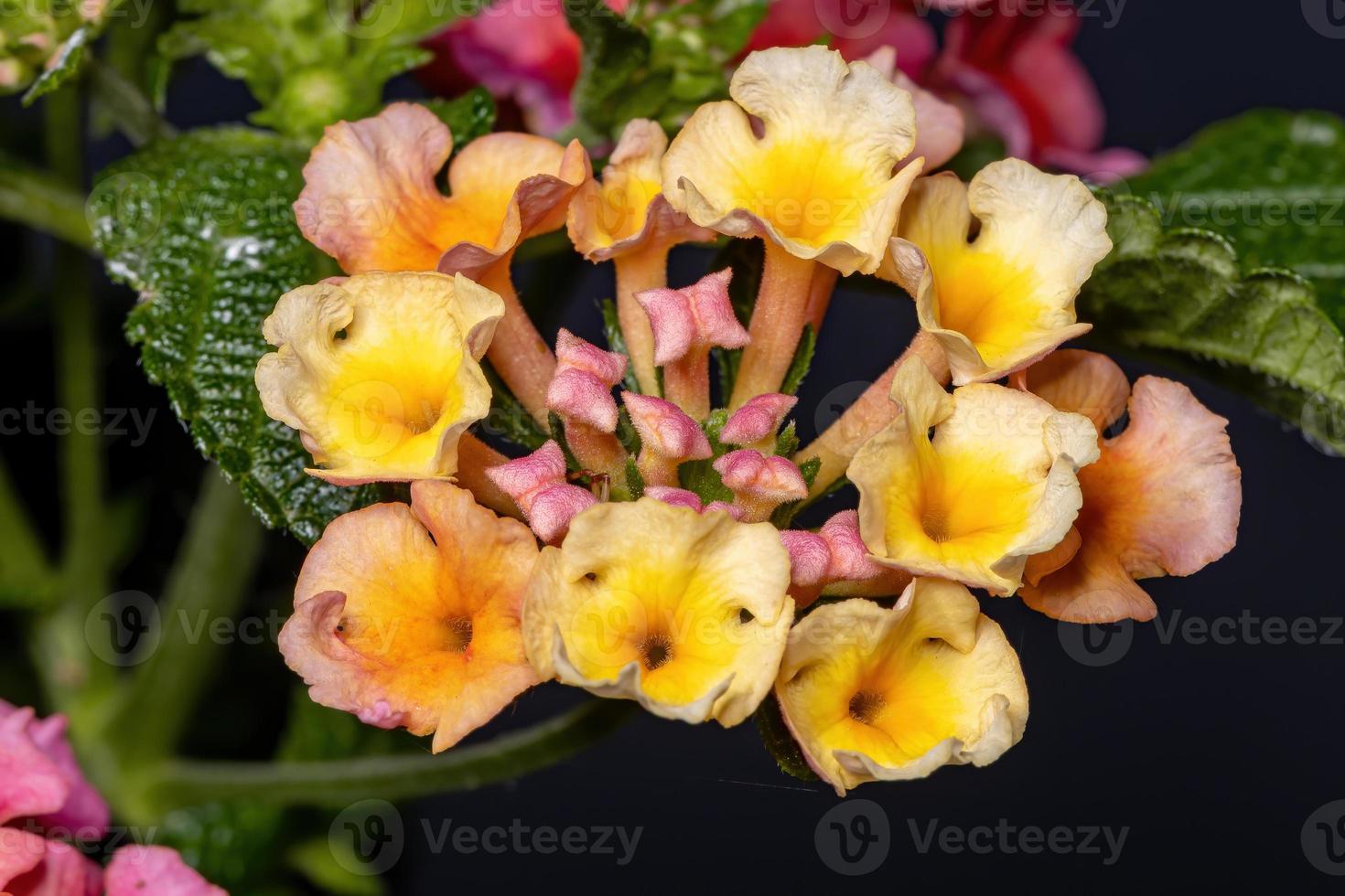 flor de lantana común foto