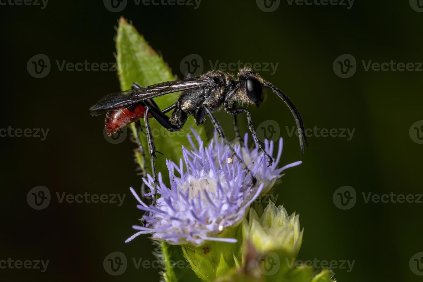 Male Adult Thread-waisted Wasp photo