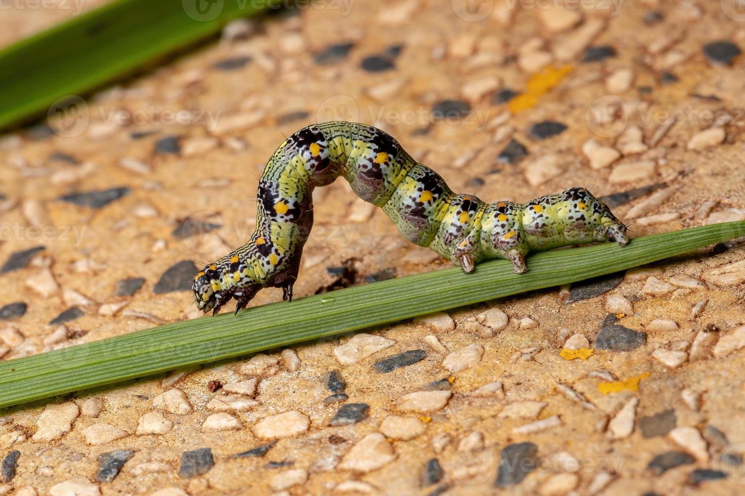 Caterpillar eating a leaf photo