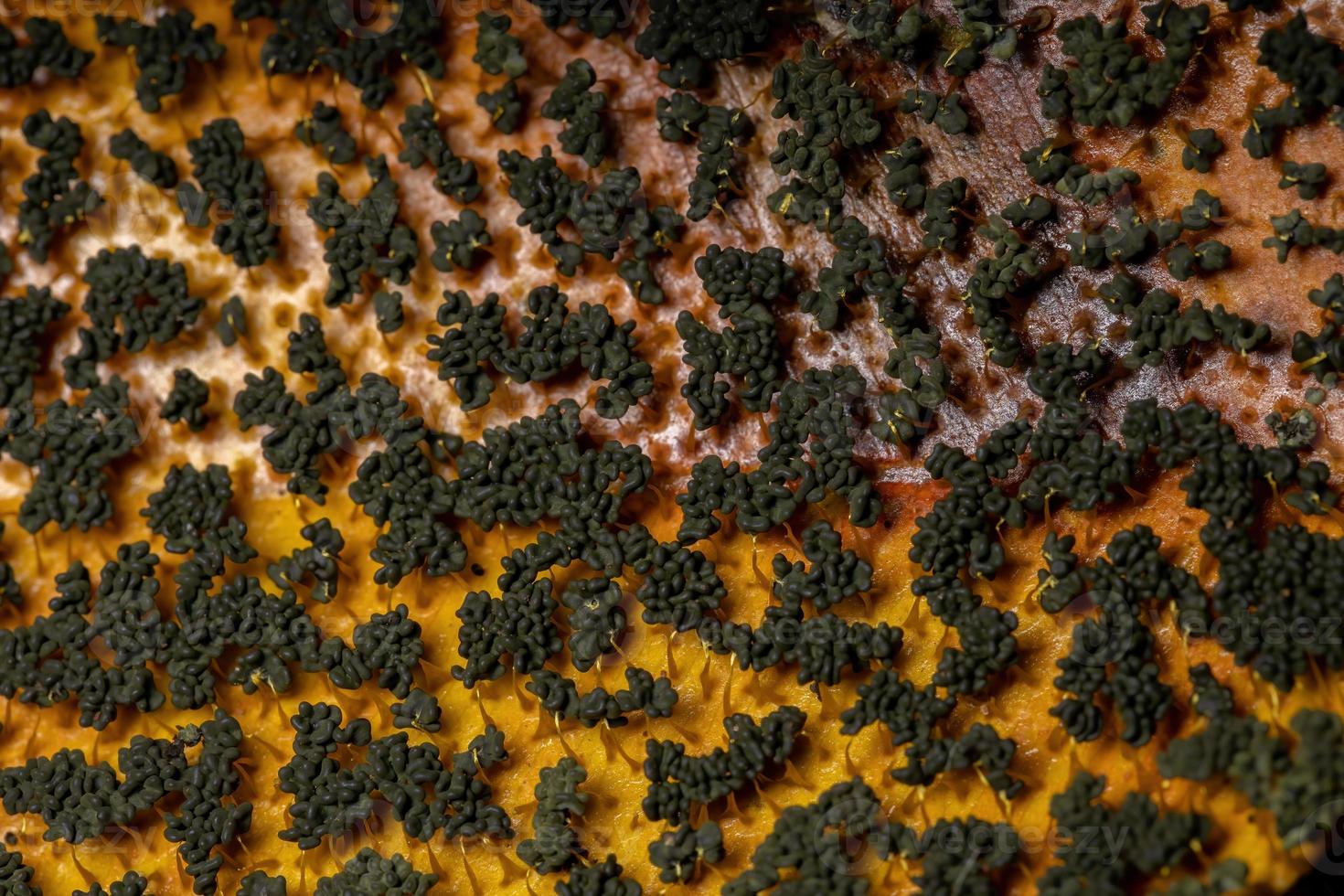 Sporangia of the Many Headed Slime scattered on dry leaves on the ground photo