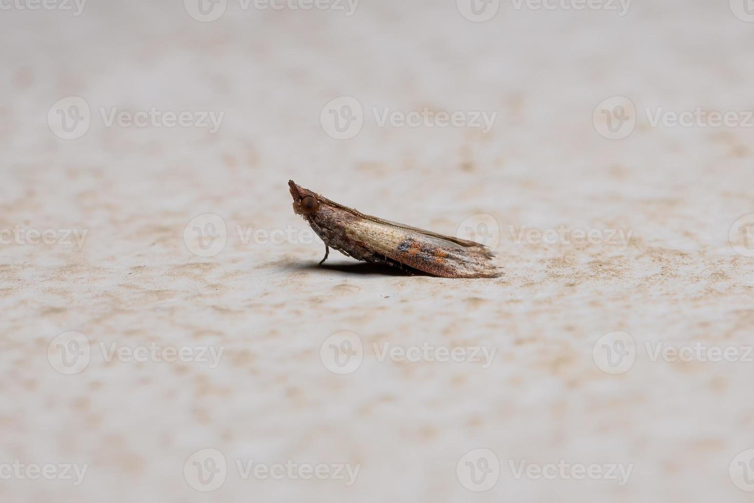 polilla de la harina india foto