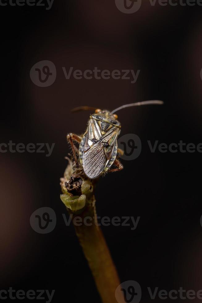 Adult Scentless Plant Bug photo