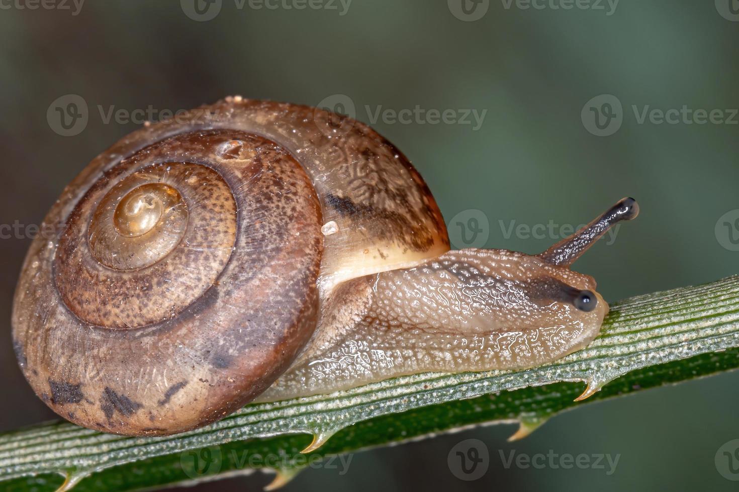 Asian Tramp Snail photo