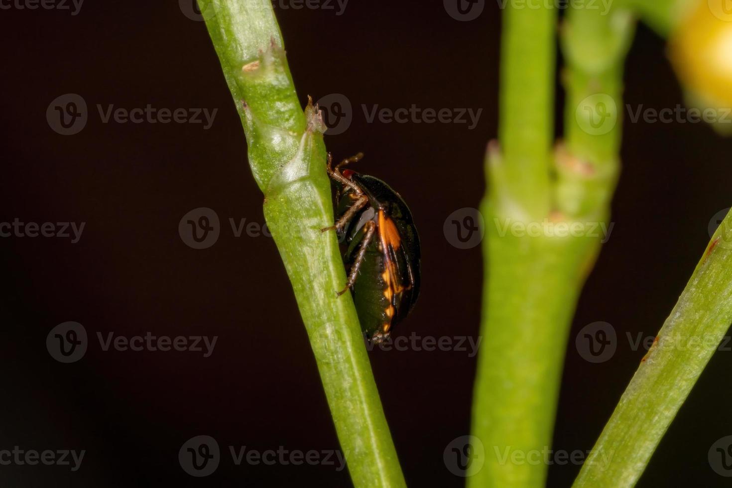 Adult Ebony Bug photo