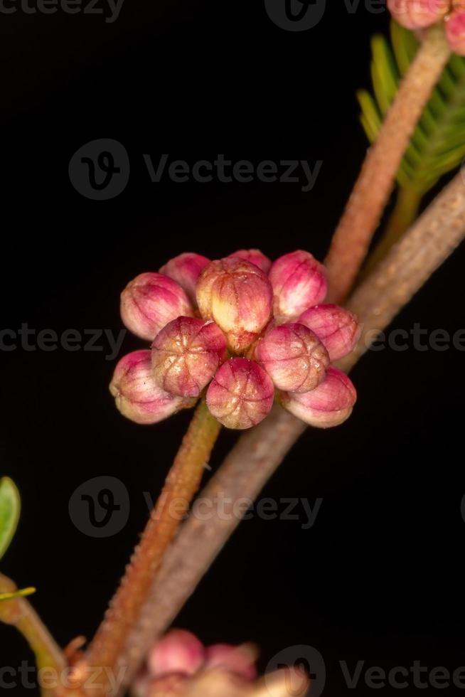 frutos rojos de plantas pequeñas foto