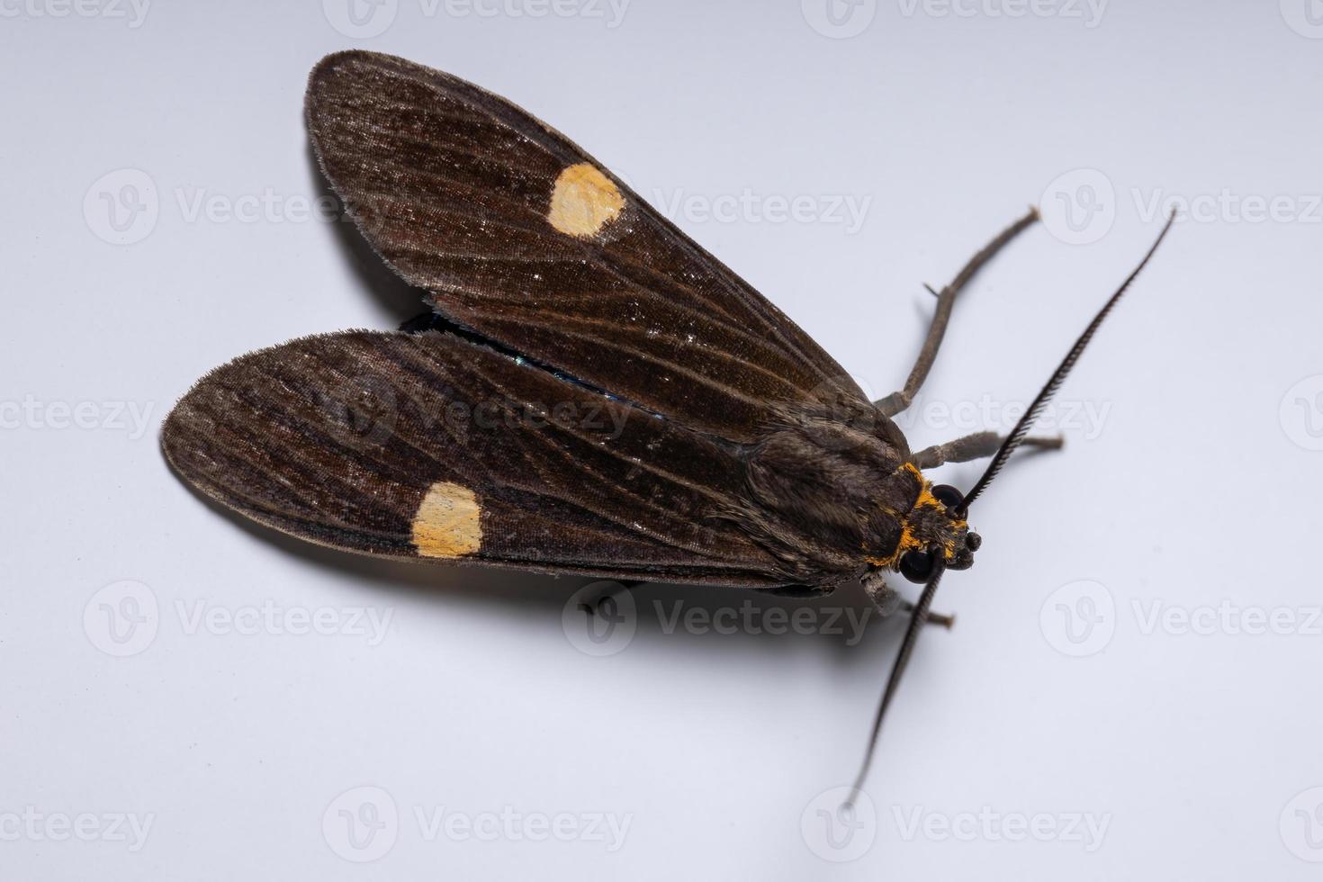 Adult Tiger Moth photo