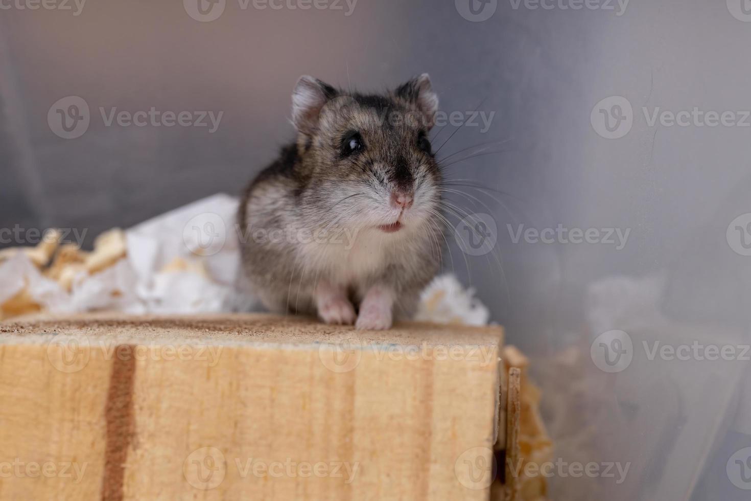 Campbell's dwarf hamster photo