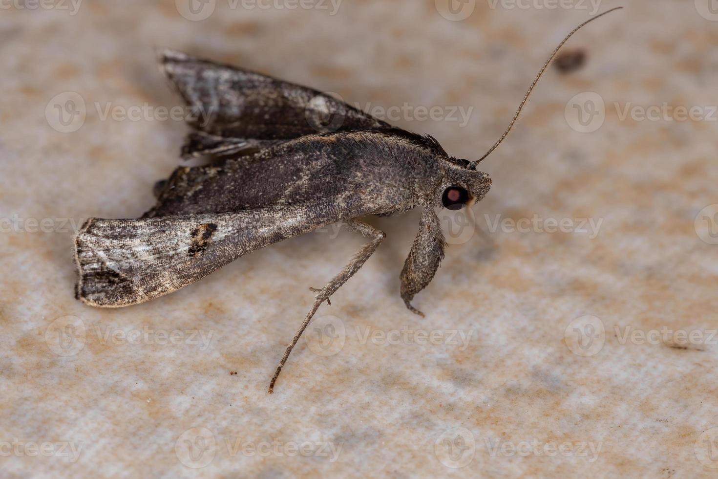 Adult Litter Moth photo