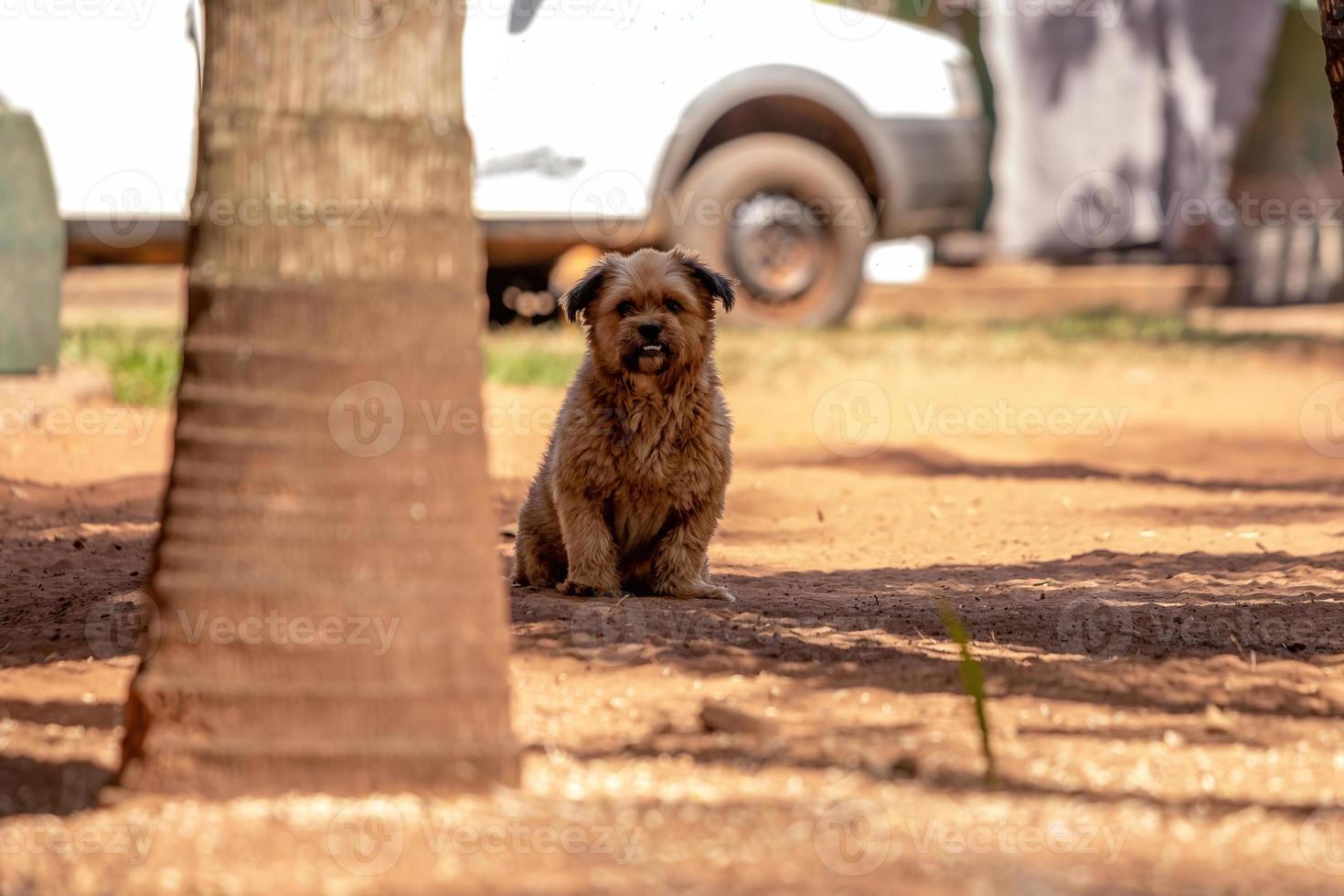 Domestic dog with selective focus photo