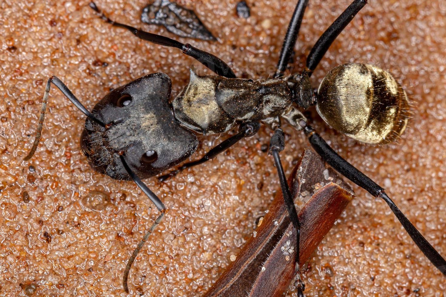 hormiga de azúcar dorada brillante foto