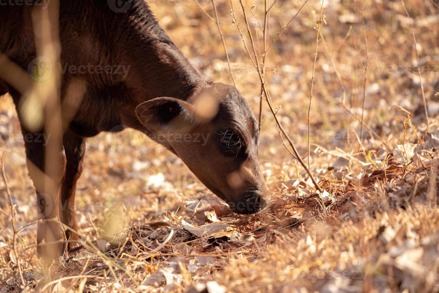 vaca en una granja foto