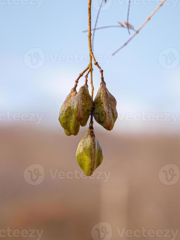 Blue Jacaranda Fruits photo