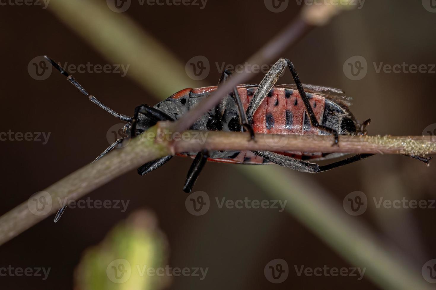 Adult Seed Bug photo