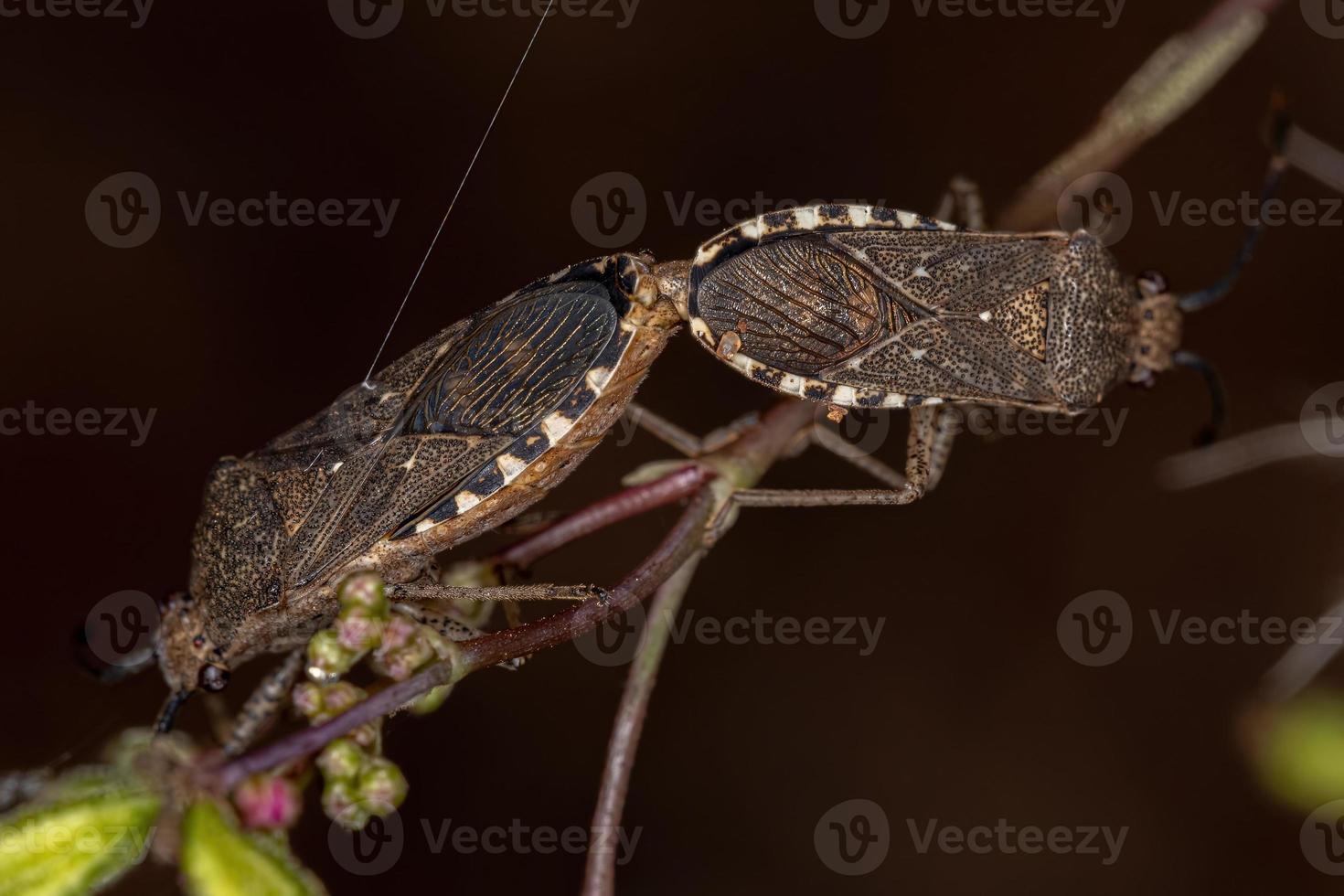 Adult Leaf-footed Bugs photo