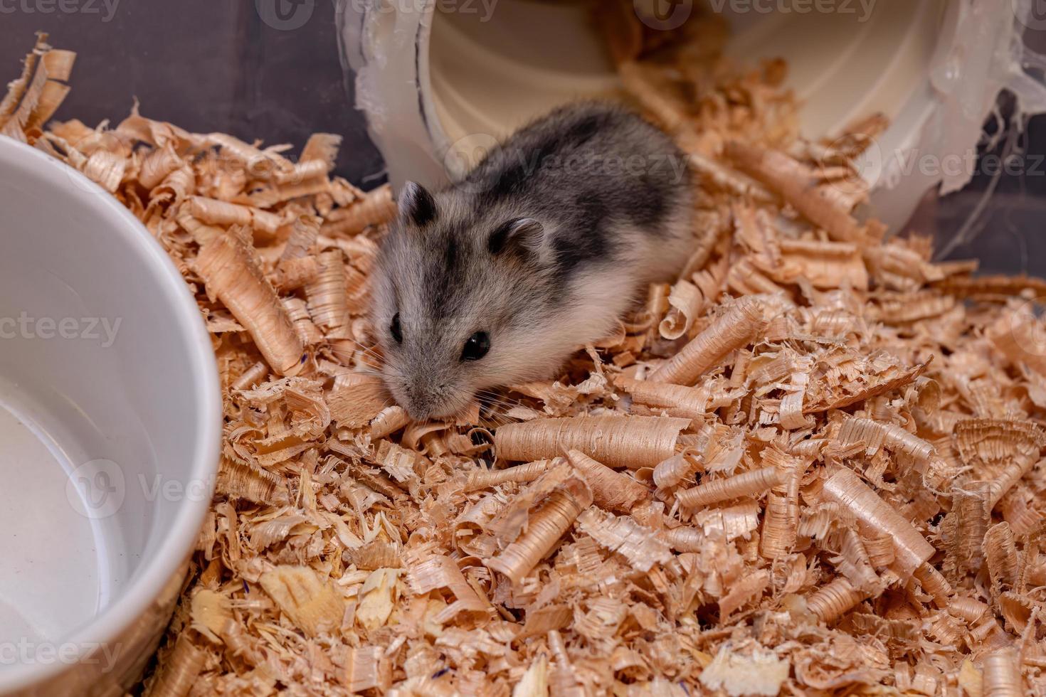 Campbell's dwarf hamster photo
