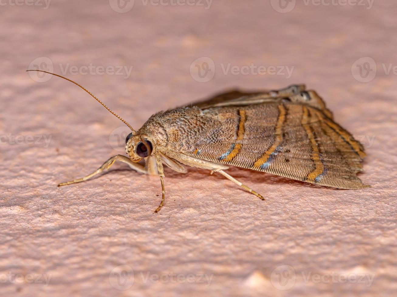 Adult Underwing moth photo