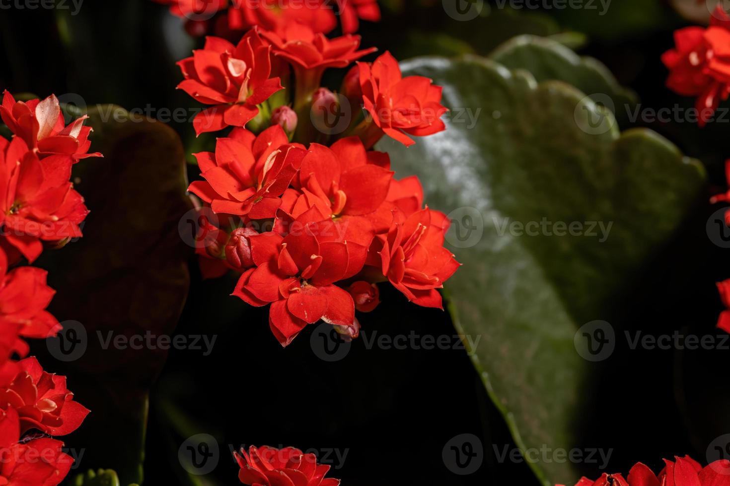 flor de katy llameante foto