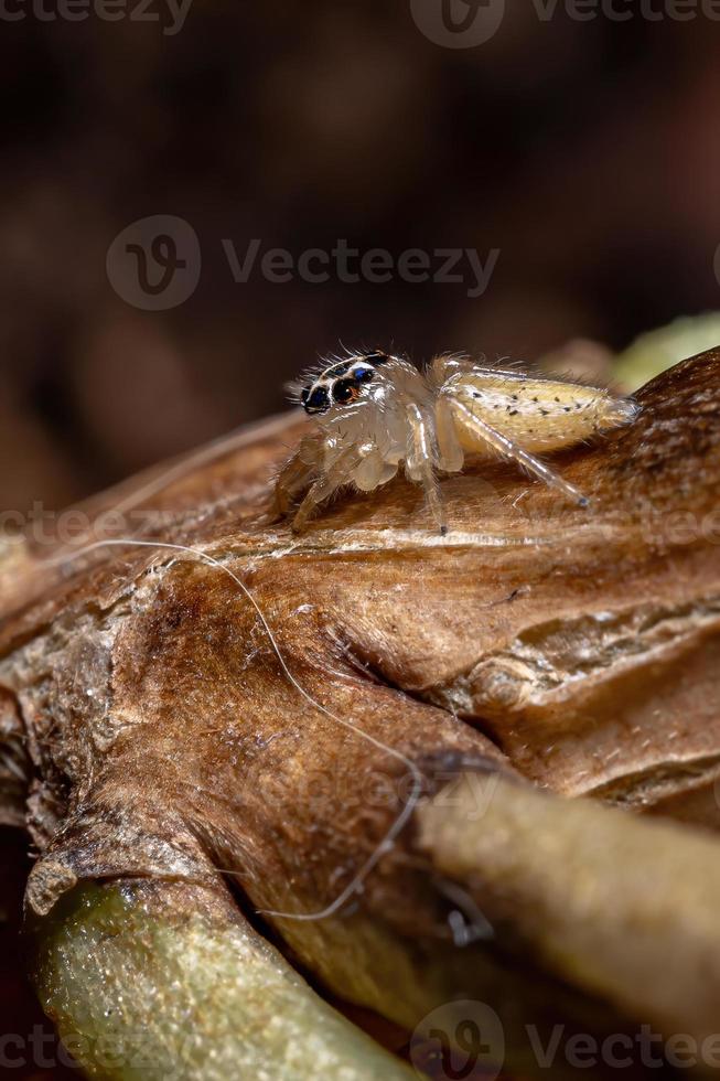 pequeña araña saltadora foto