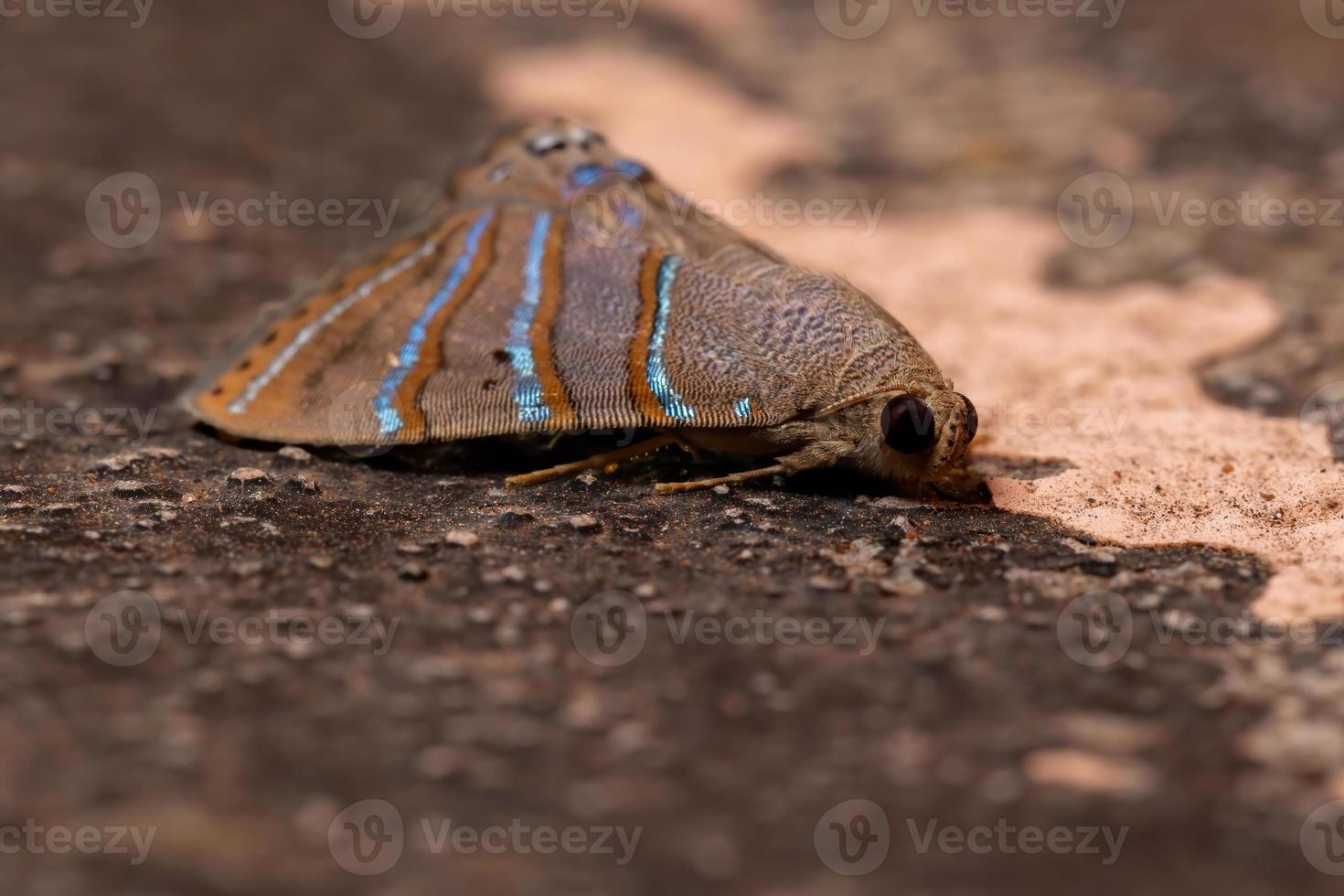 polilla brasileña subalares foto