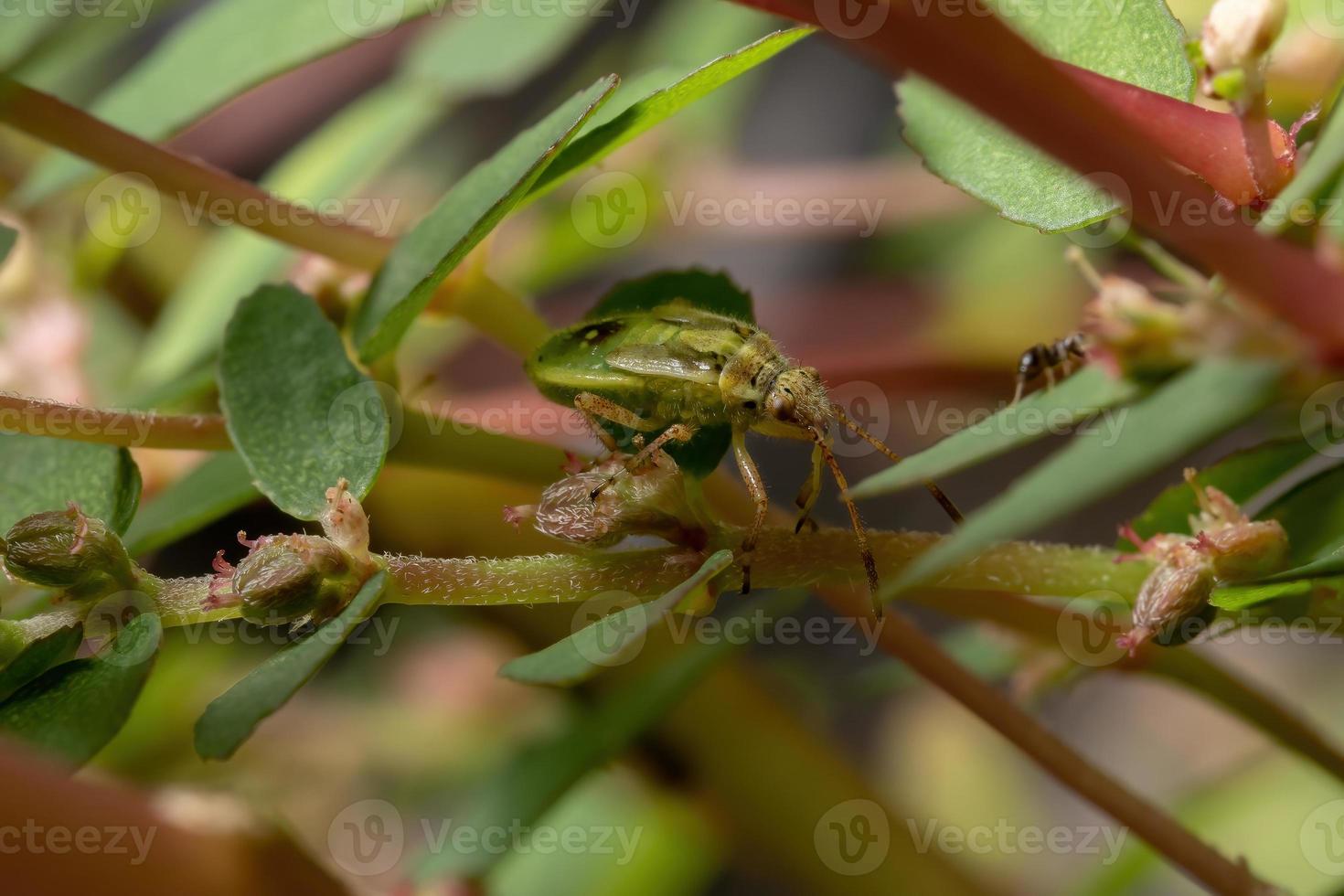 Scentless Plant Bug Nymph photo