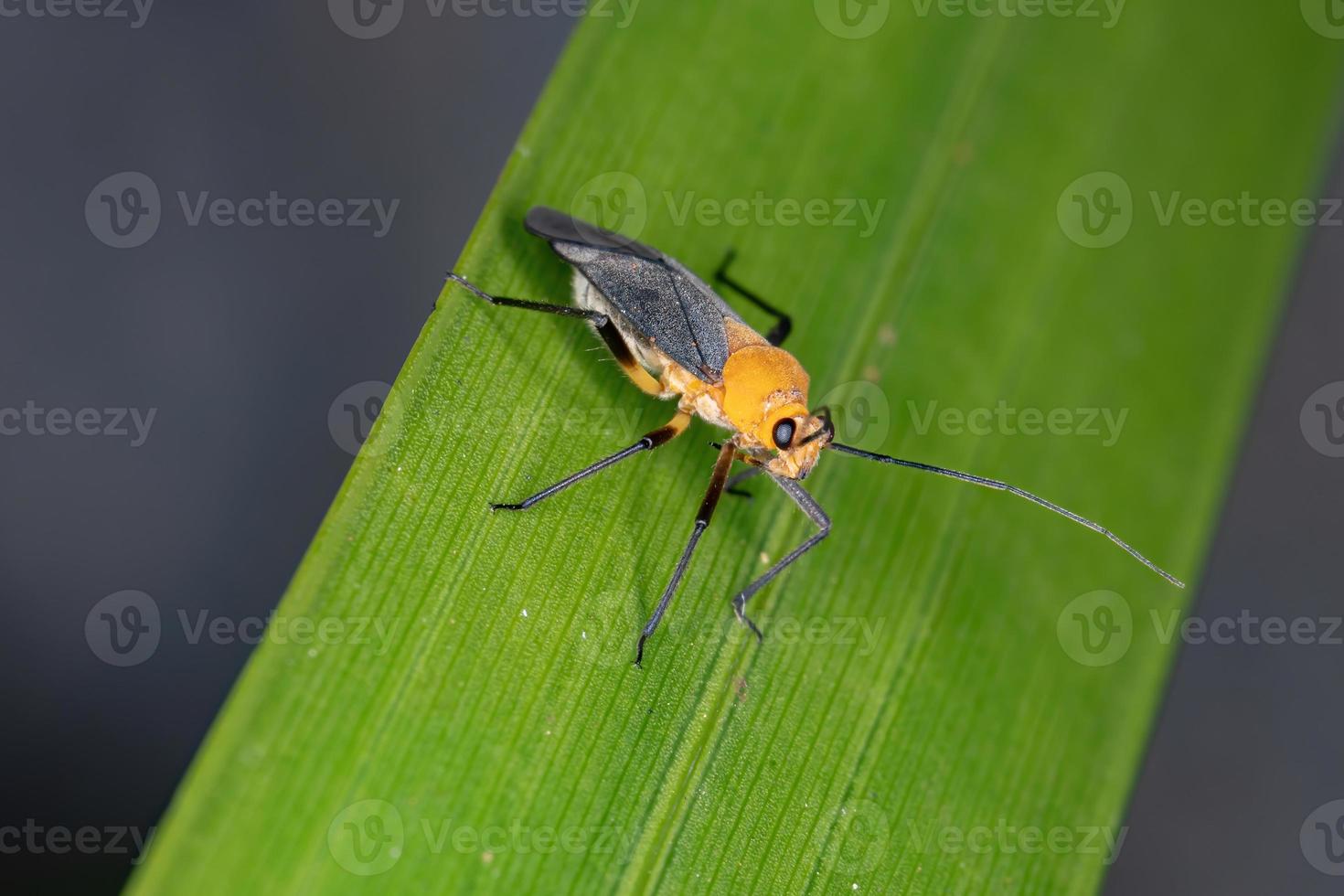 pequeño insecto de la planta foto