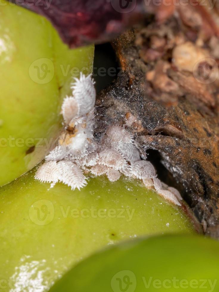 insectos cochinillas blancas foto