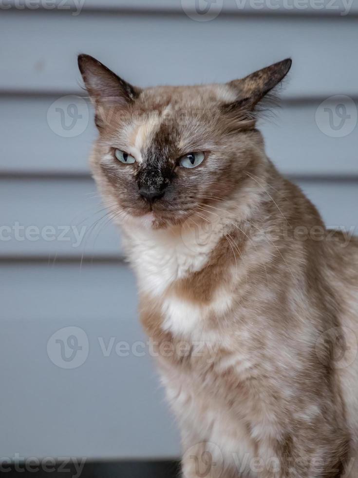 White domestic cat photo