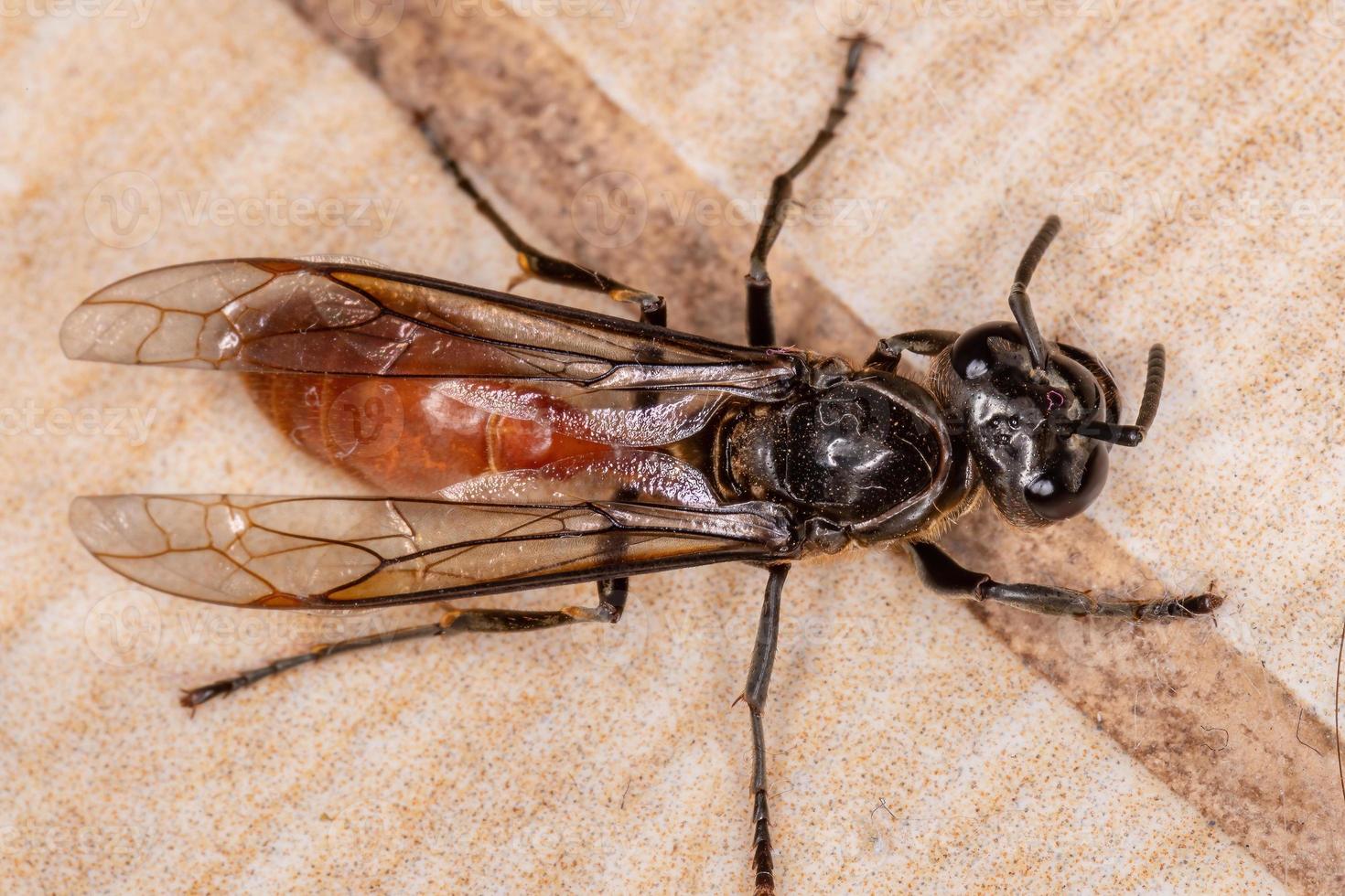 Long-waisted Honey Wasp photo