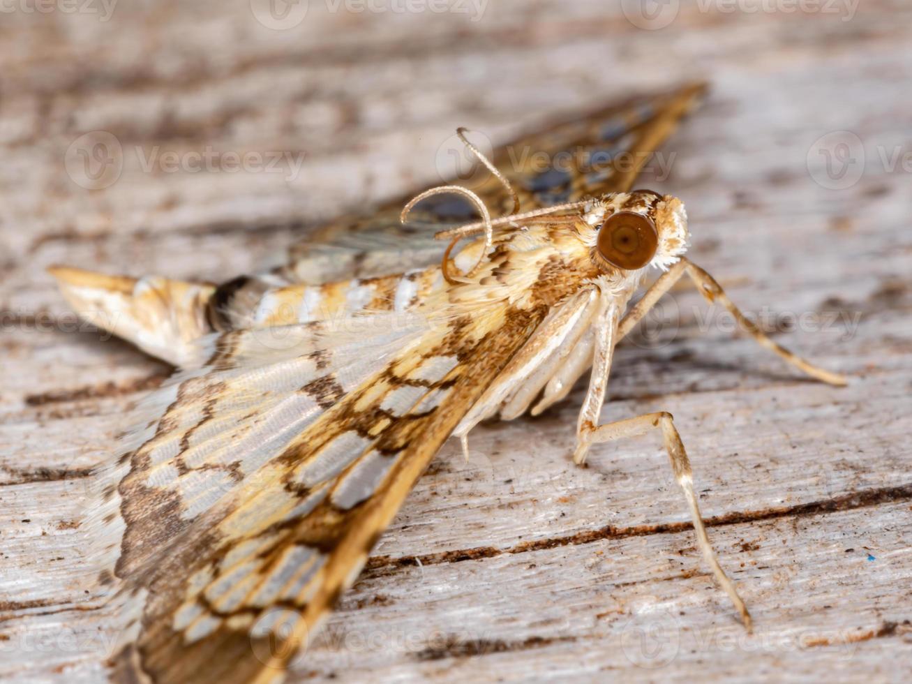 Brazilian Assembly Moth photo