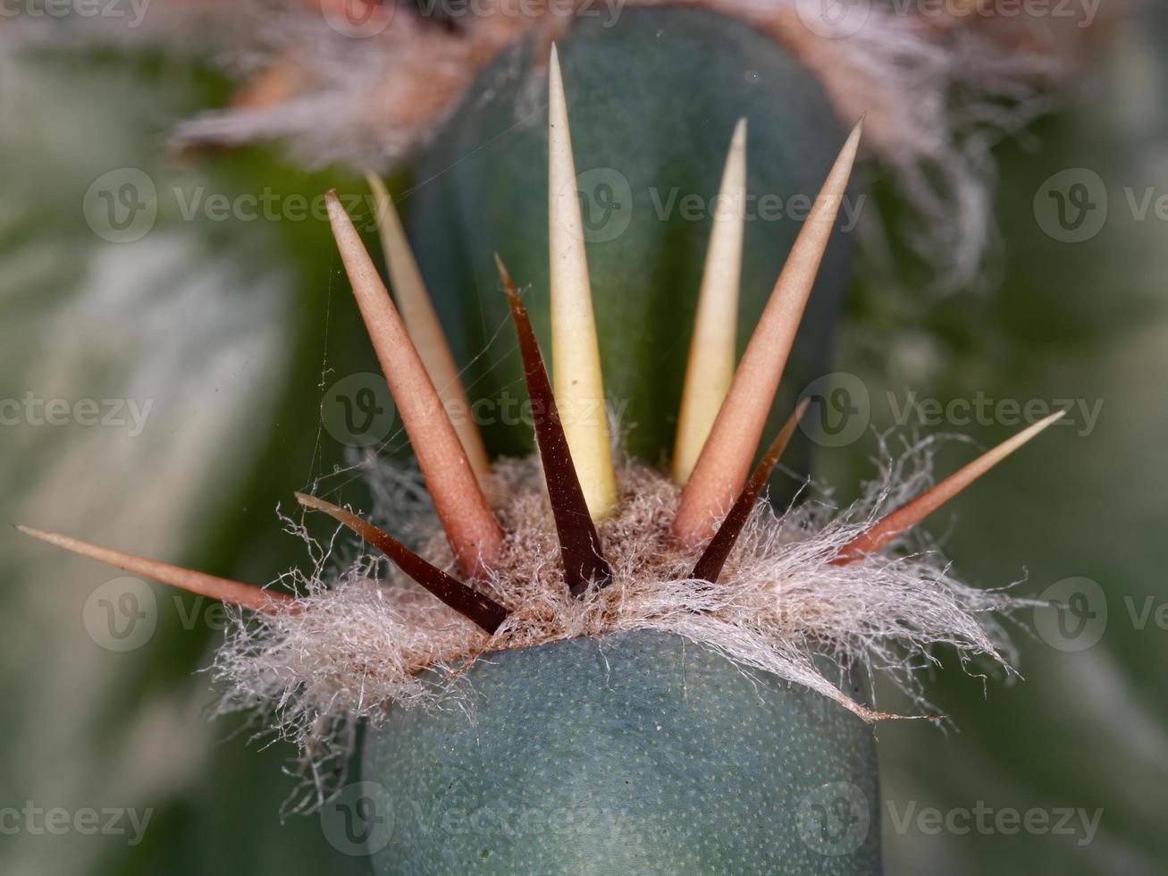 espinas de cactus mandacaru foto