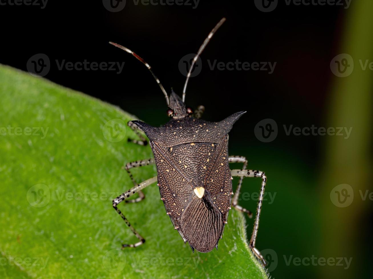 Adult Stink Bug photo