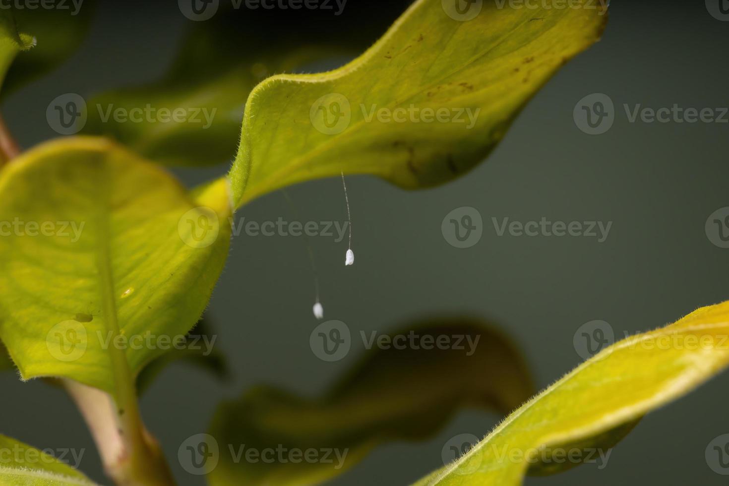 Green Lacewing Eggs photo