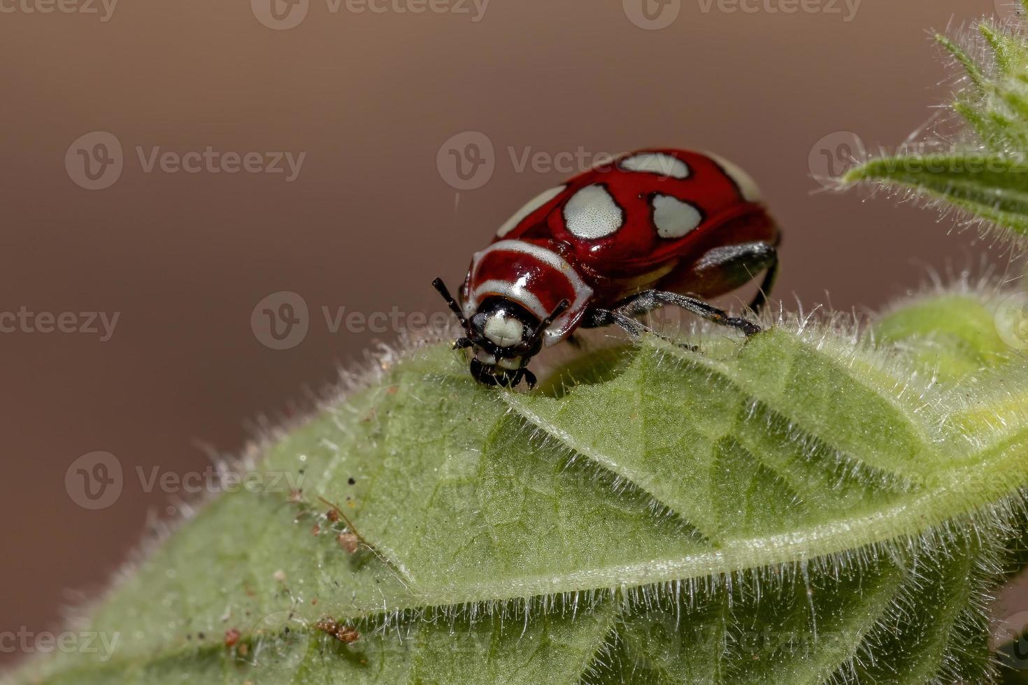 Adult Flea Beetle photo