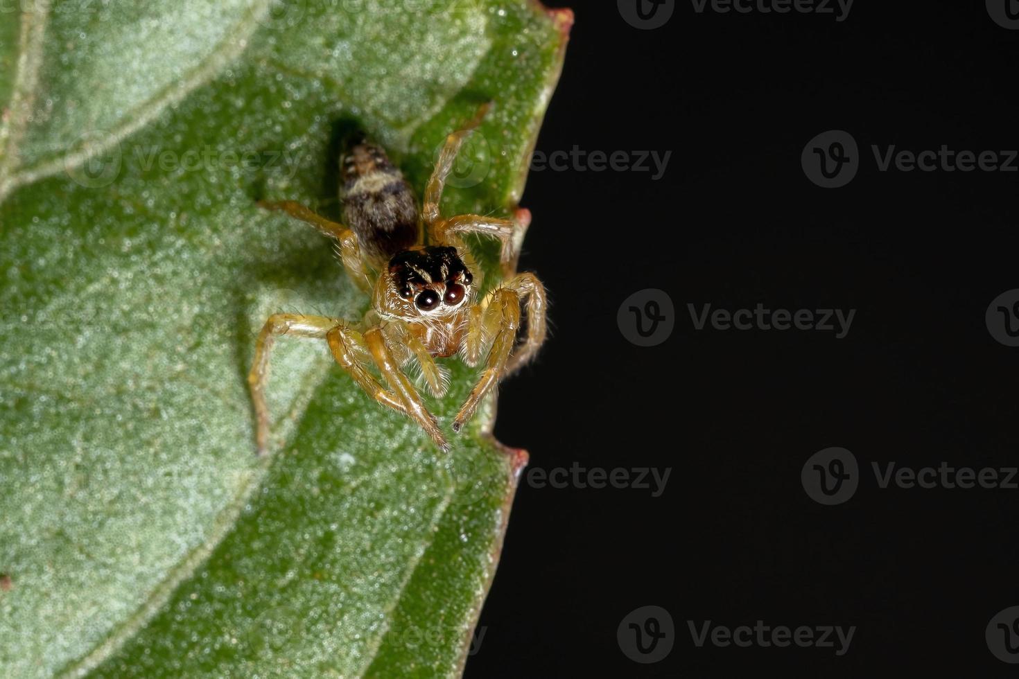 Small Jumping Spider photo