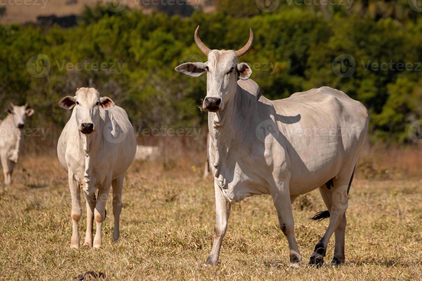 vaca adulta en una granja foto