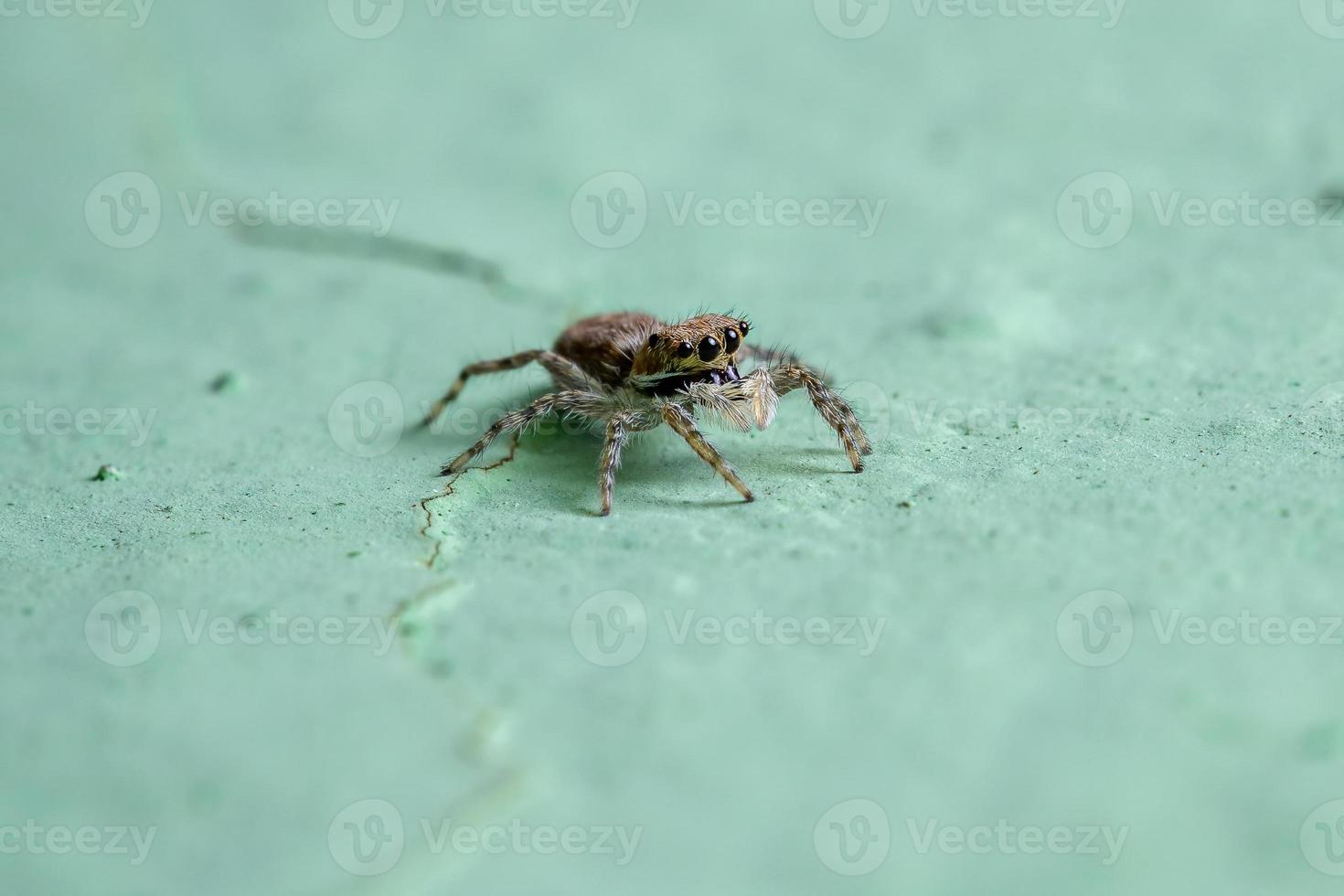 Small Gray Wall Jumping Spider photo