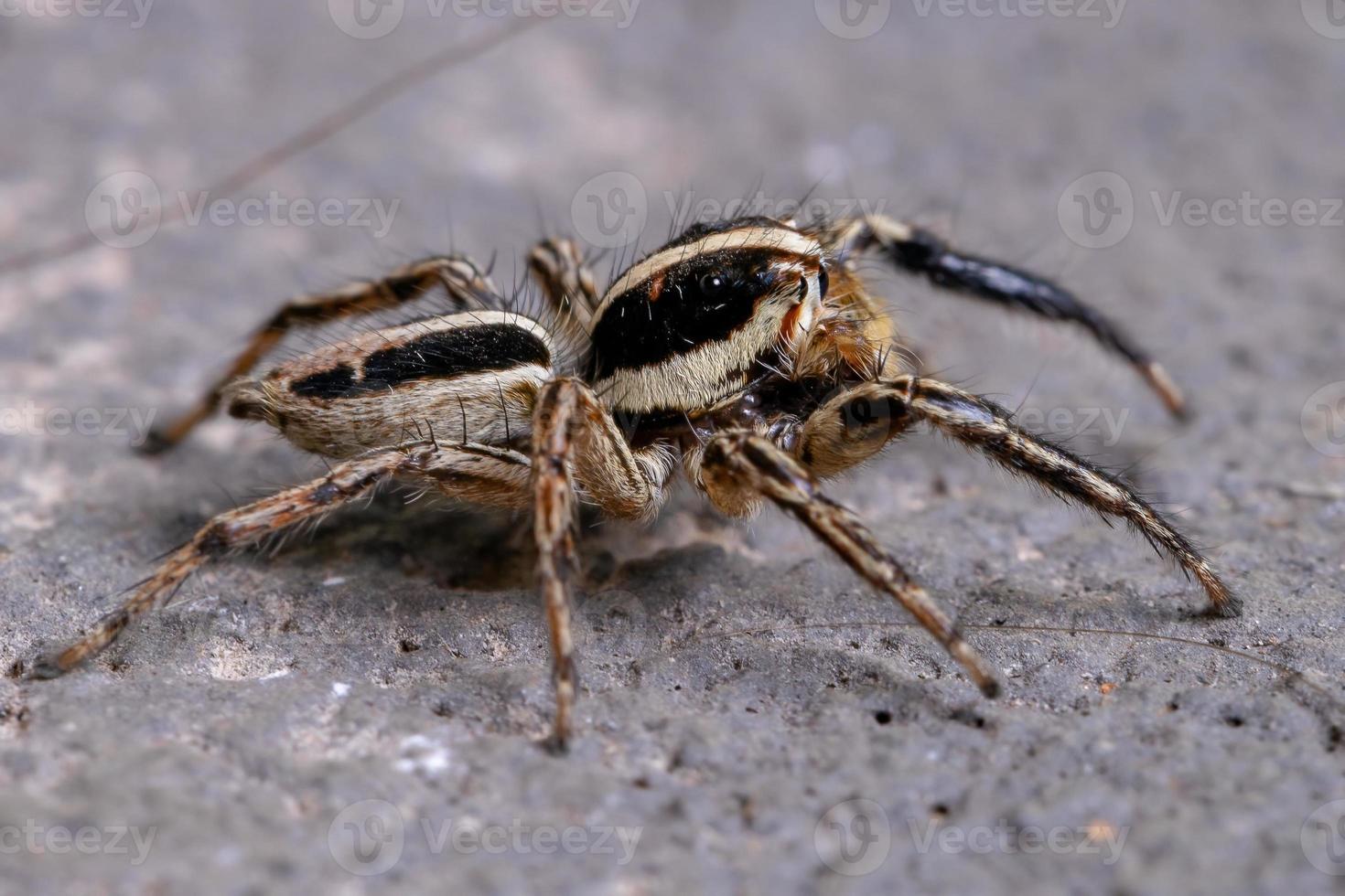 Male Adult Pantropical Jumping Spider photo