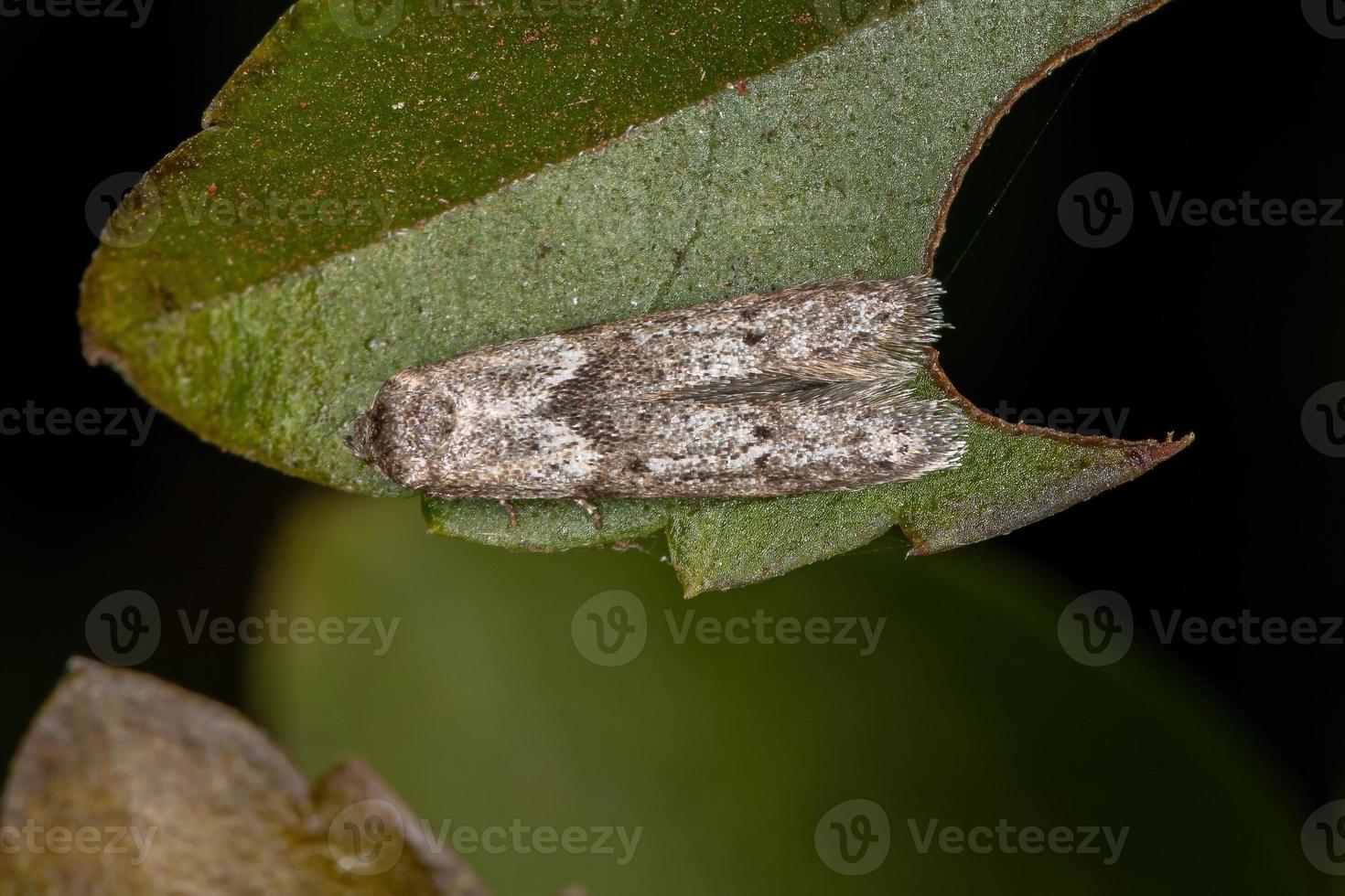 Small Adult Moth photo