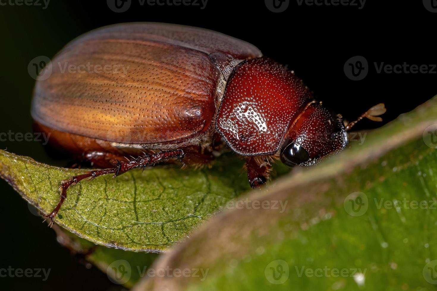 escarabajo de junio adulto foto