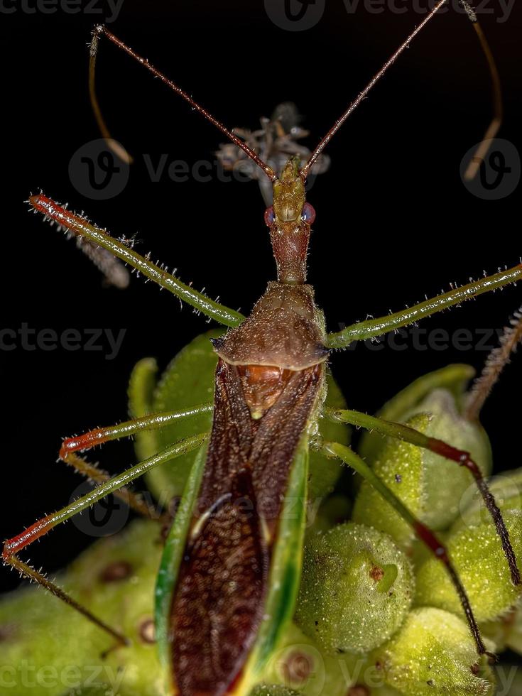 Adult Assassin Bug photo