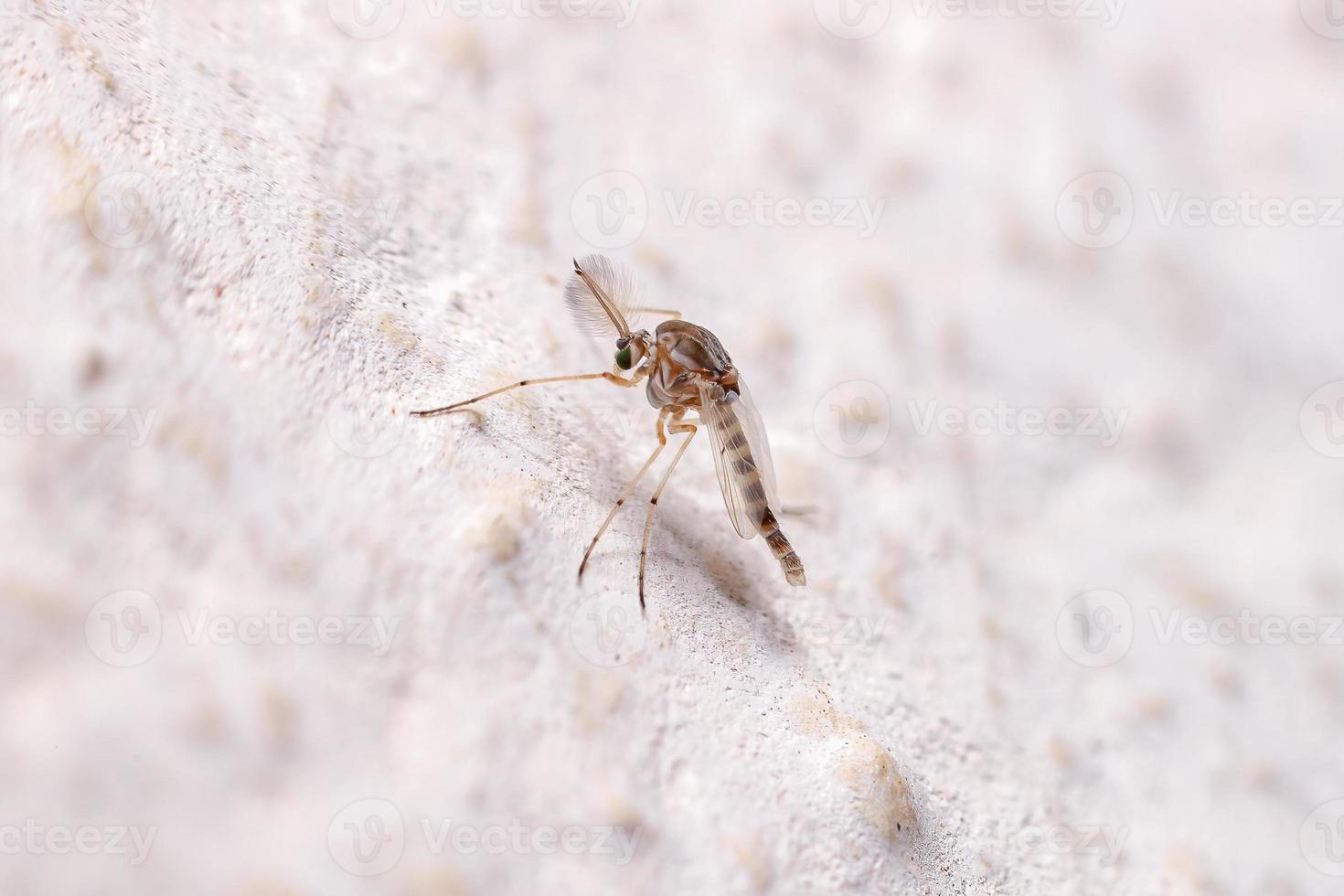 Adult Non-biting Midge photo