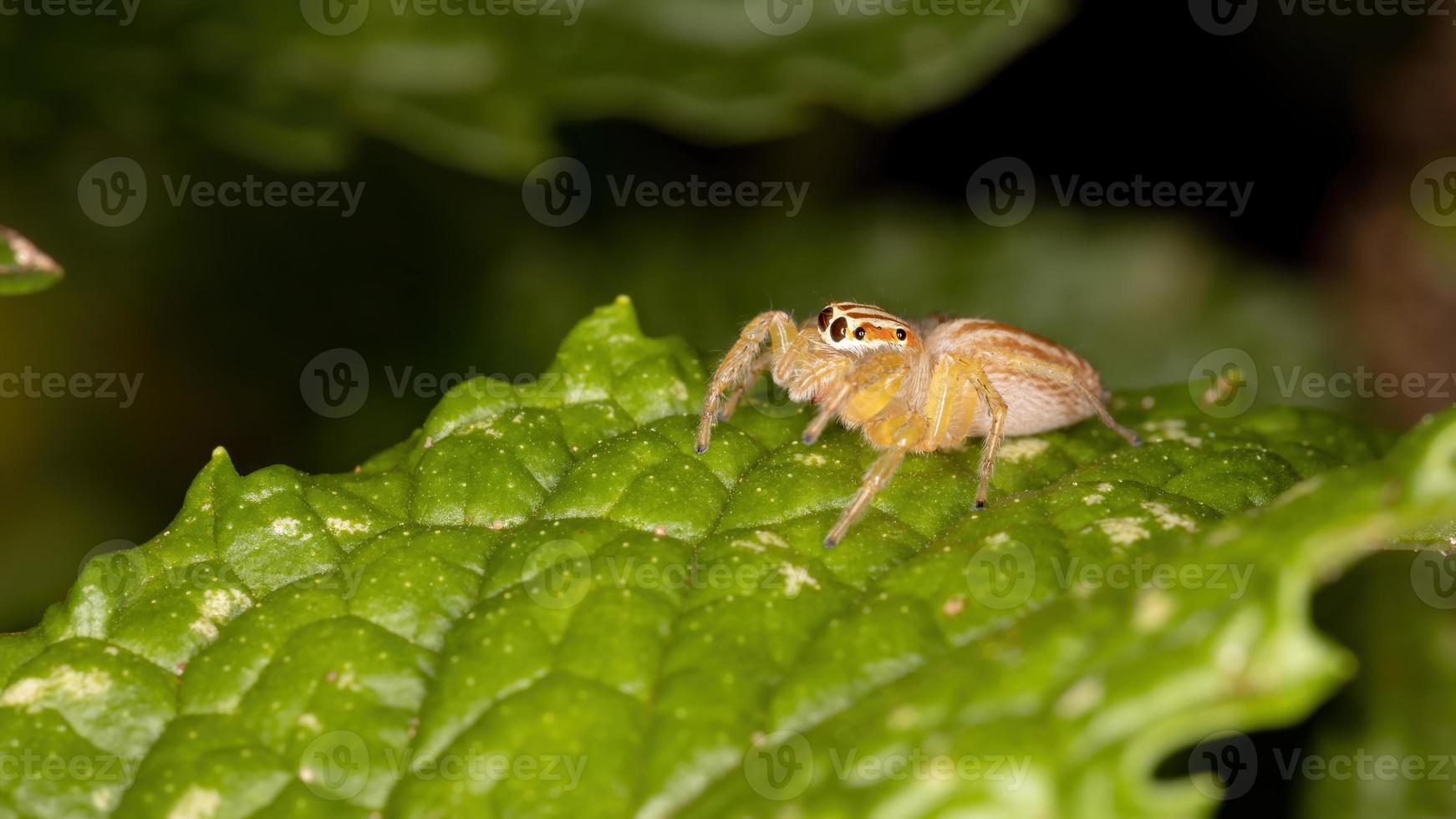 araña saltadora para adultos foto