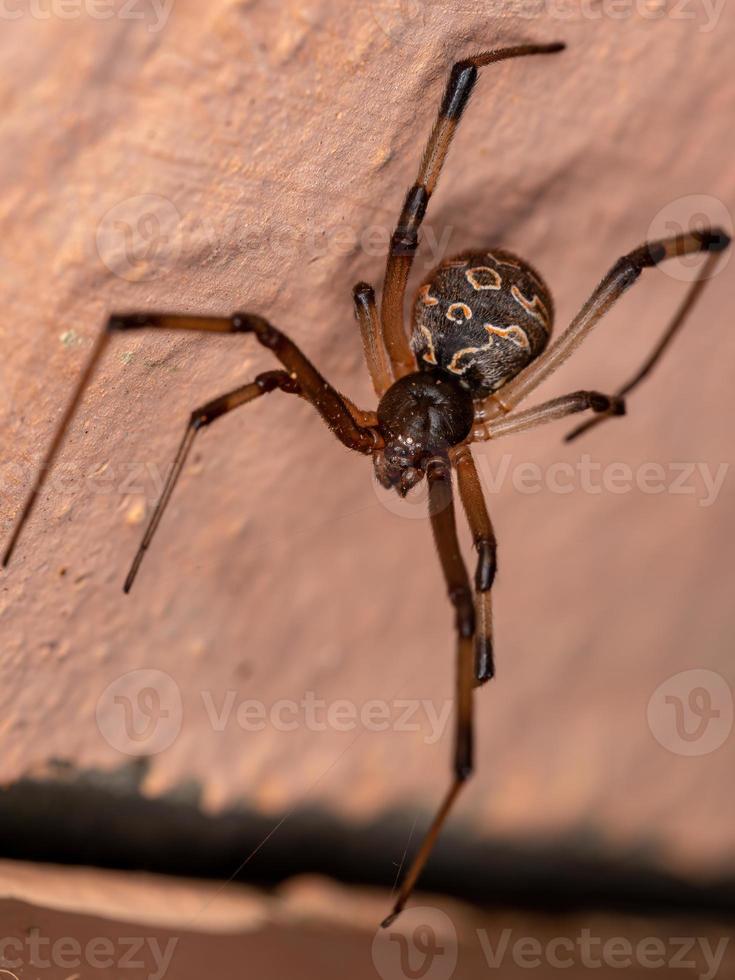 Adult Brown Widow photo